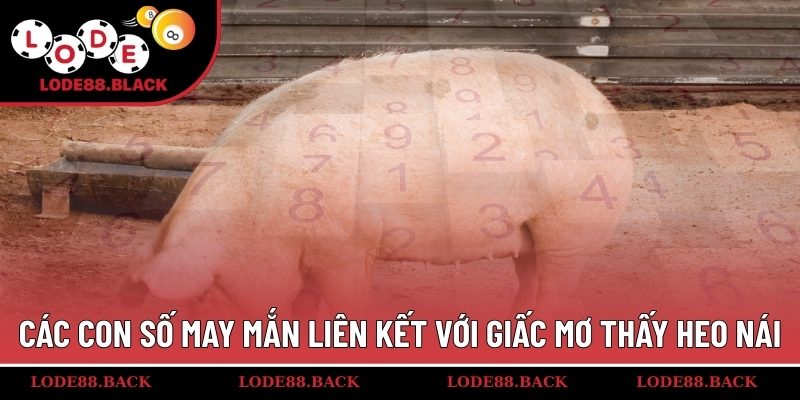 Các con số may mắn liên kết với giấc mơ thấy heo nái
