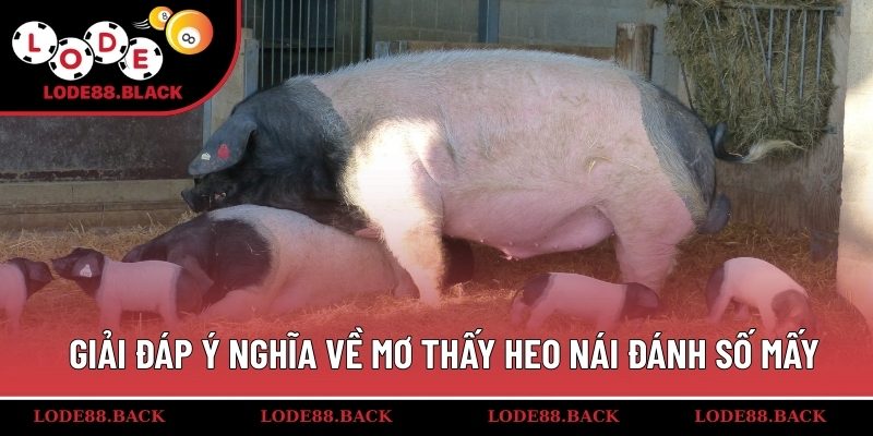 Giải đáp ý nghĩa về mơ thấy heo nái đánh số mấy