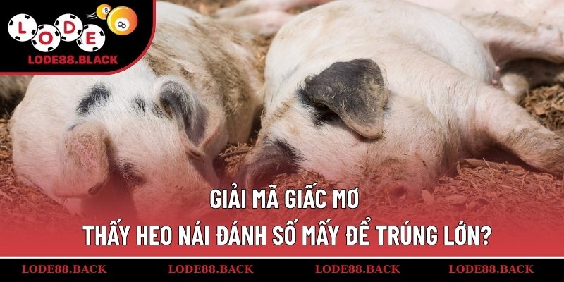 mo-thay-heo-nai-danh-so-may