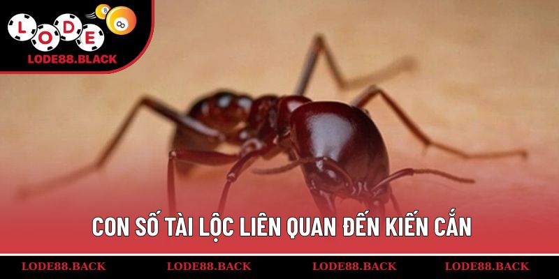 Con số tài lộc liên quan đến kiến cắn