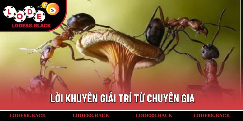 Lời khuyên giải trí từ chuyên gia