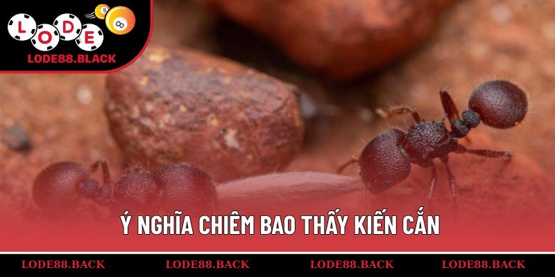 Ý nghĩa chiêm bao thấy kiến cắn