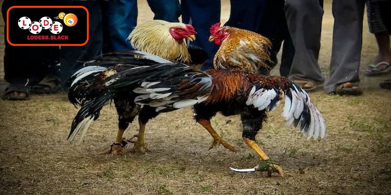 Giải trí trực tuyến an toàn và bảo mật