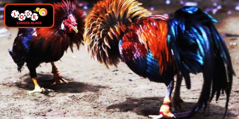 Kinh nghiệm soi kèo gà chiến tinh nhuệ